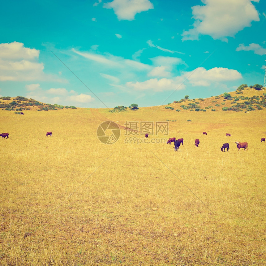 在欧洲山峰草地上放牧的牛群西班牙Instagram效应图片