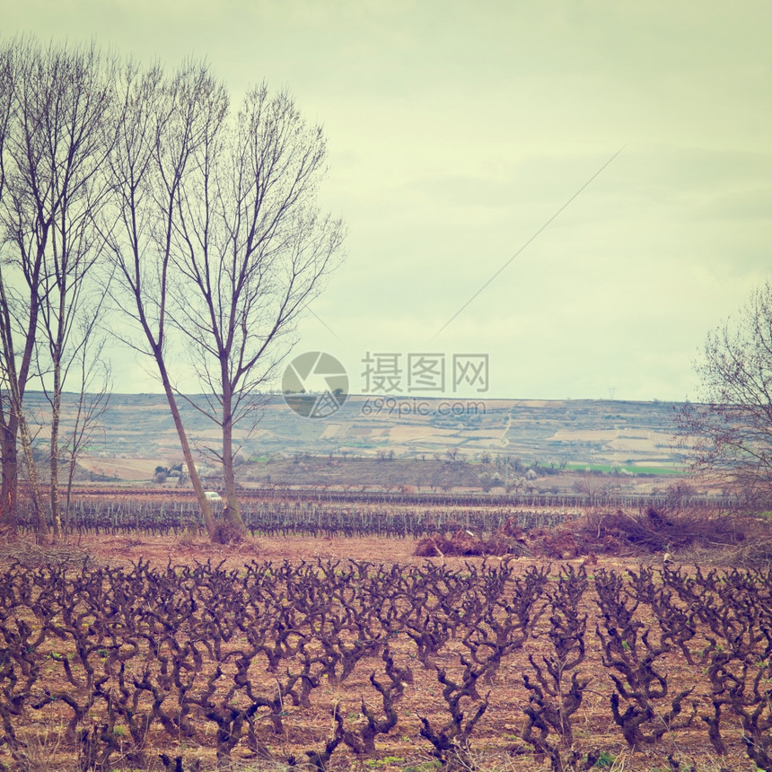 春初西班牙在田野的葡萄树行Instagram效应图片