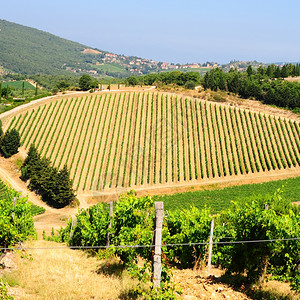 意大利基安蒂地区的托斯卡纳山有葡萄园图片