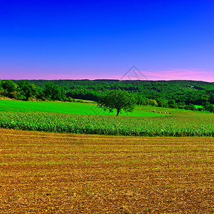 法国利穆森的玉米种植日落图片