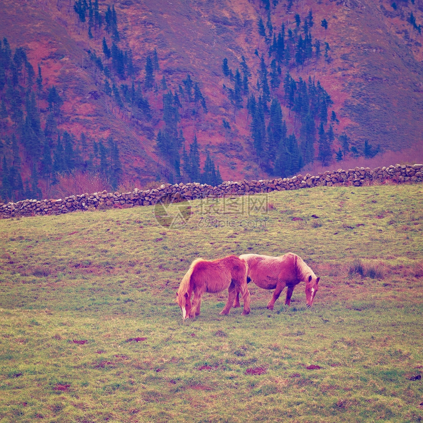 在高山草地上放牧的马匹在比利牛斯隆上放牧Instagram效应图片