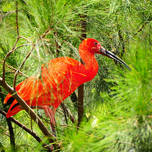 红Ibis隐藏在丛林的密集分支中Instagram效应图片