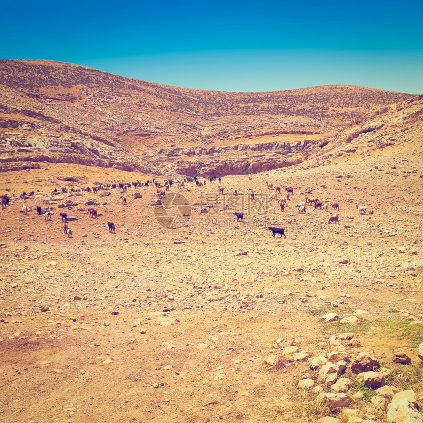 以色列萨马里亚山戈阿特牧草群Instagram效应图片