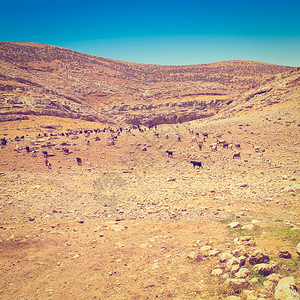 以色列萨马里亚山戈阿特牧草群Instagram效应图片