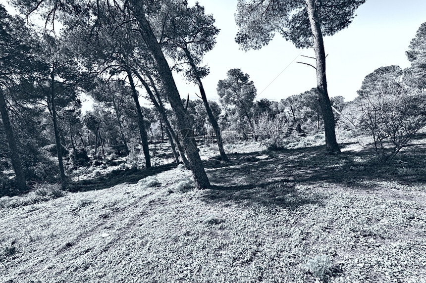 以色列Tabor山的森林图片