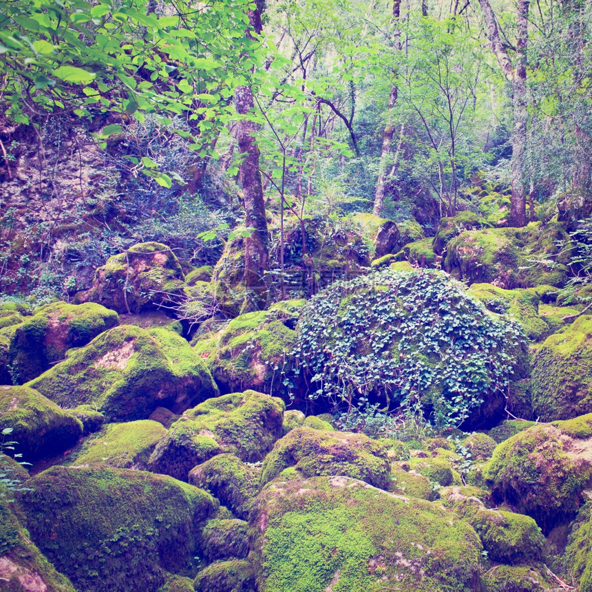 法国植物城附近的森林流Instagram效应图片