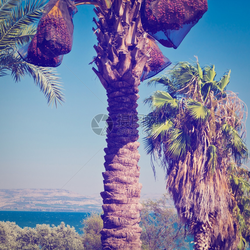 加利利海岸边的枣椰Instagram效果图片