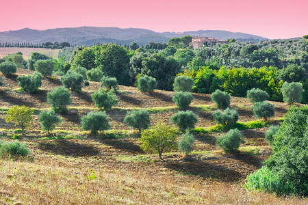 Toscan与意大利日落时的OliveGroves的托斯卡纳景观图片