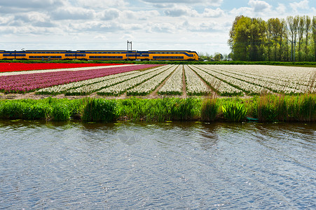 荷兰图利普田间电气化铁路图片