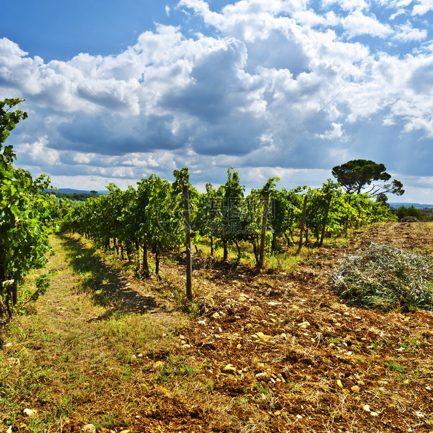 意大利葡萄园和橄榄树包围着意大利葡萄园图片
