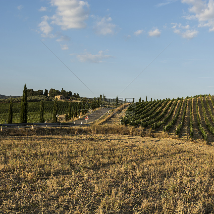 通向意大利葡萄酒农场的阿斯法特公路在秋天被托斯卡纳的犁地山包围在收获后有葡萄园橄榄树和田地的农村景观图片
