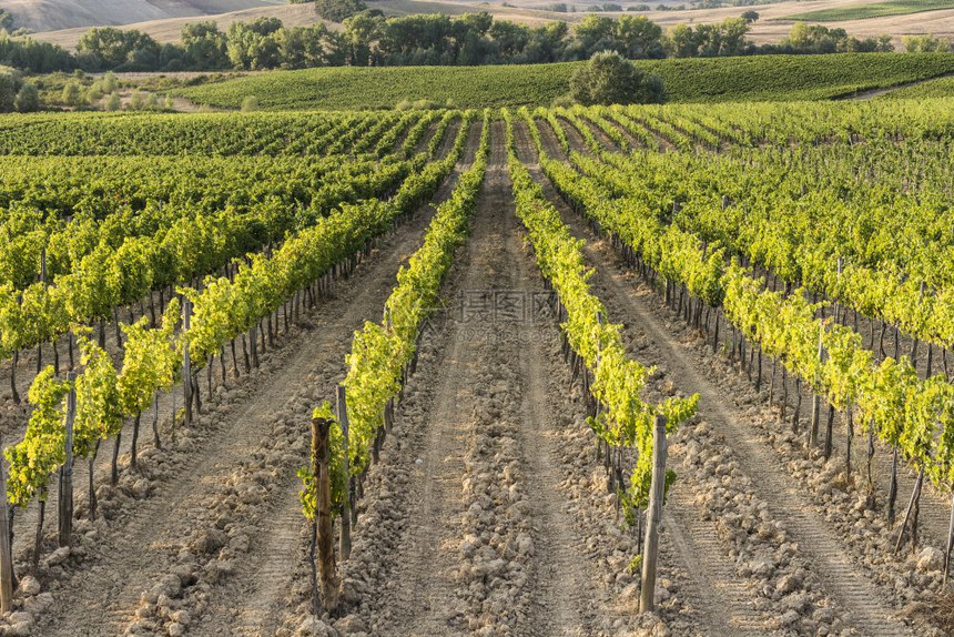 意大利葡萄酒农场在日落时环绕着葡萄园托斯卡纳是世界上一些最著名的葡萄酒区所在地图片