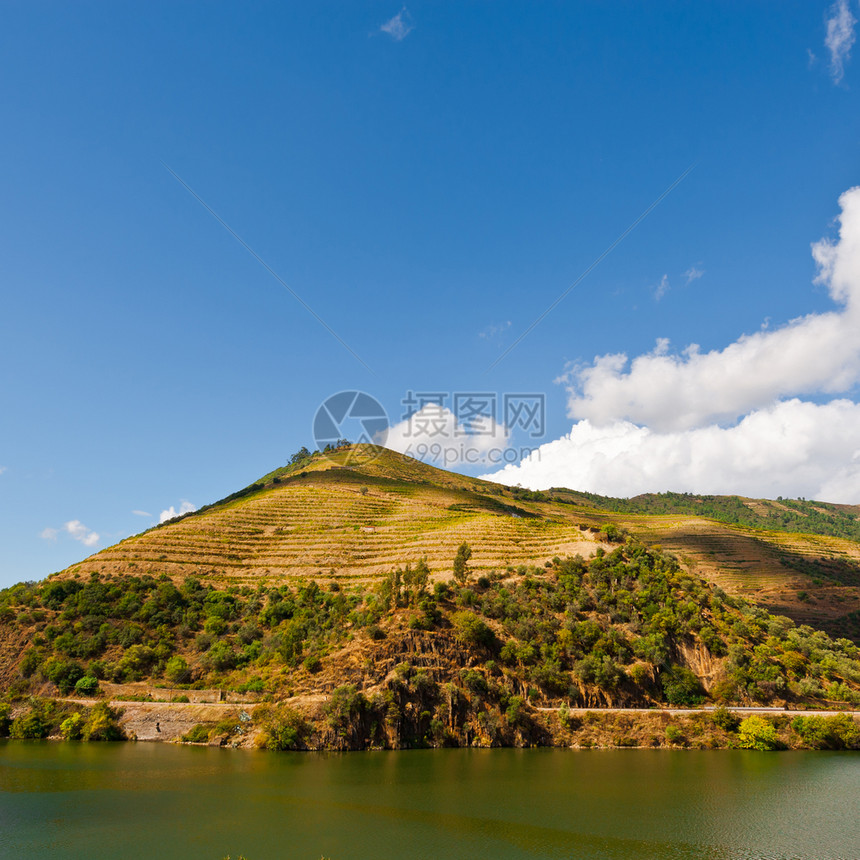 葡萄牙杜罗河谷的葡萄园图片