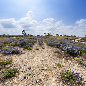 以色列地中海岸的沙丘以色列阿波罗尼亚公园的春花图片