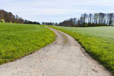 清晨瑞士草地之间狭小的泥土路背景图片