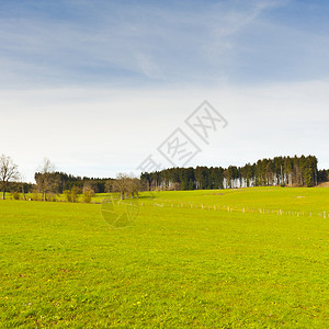 瑞士牛群的围网草地和森林的瑞士风景图片