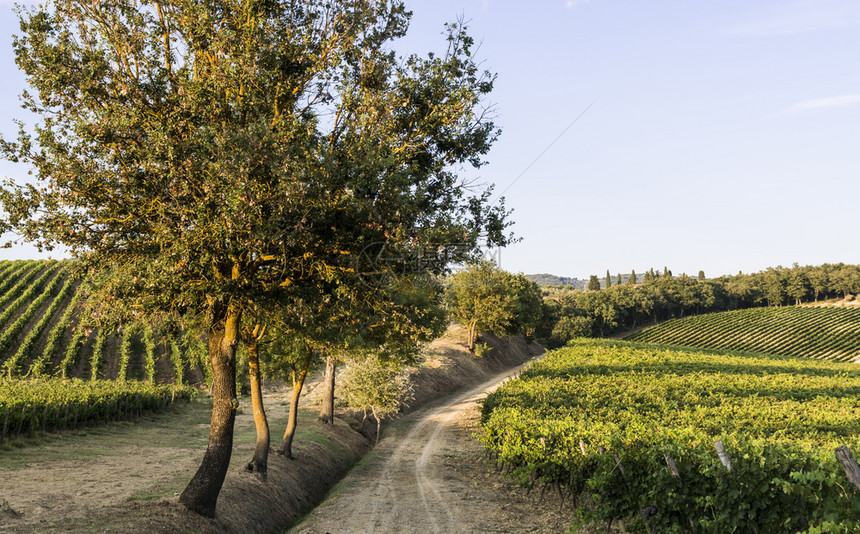 意大利葡萄酒农场在日落时环绕着葡萄园托斯卡纳是世界上一些最著名的葡萄酒区所在地托斯卡纳葡萄园在日落时是世界最著名的葡萄酒区所在地图片