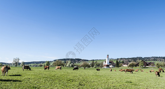 在阿尔卑斯山牧场上放的牛群图片