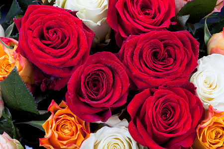 一群不同的彩色玫瑰紧图片