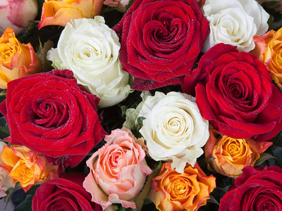 不同彩色玫瑰的花束紧图片
