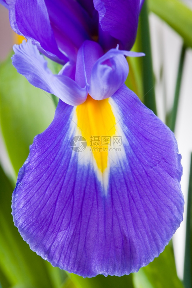 蓝色虹膜缝合花瓣图片