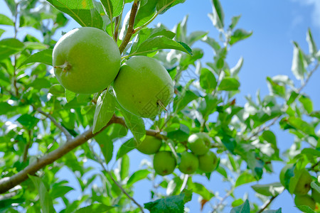 苹果园树枝上的绿苹果高清图片