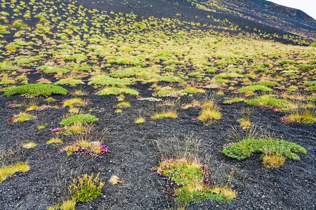 火山土壤上的第一批植物埃特纳西里图片