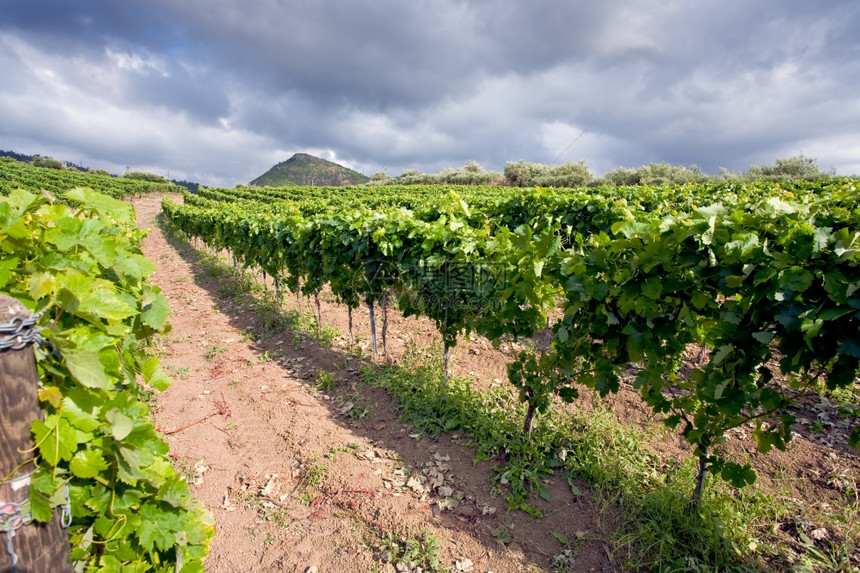 西里埃特纳地区温坡上的葡萄园图片