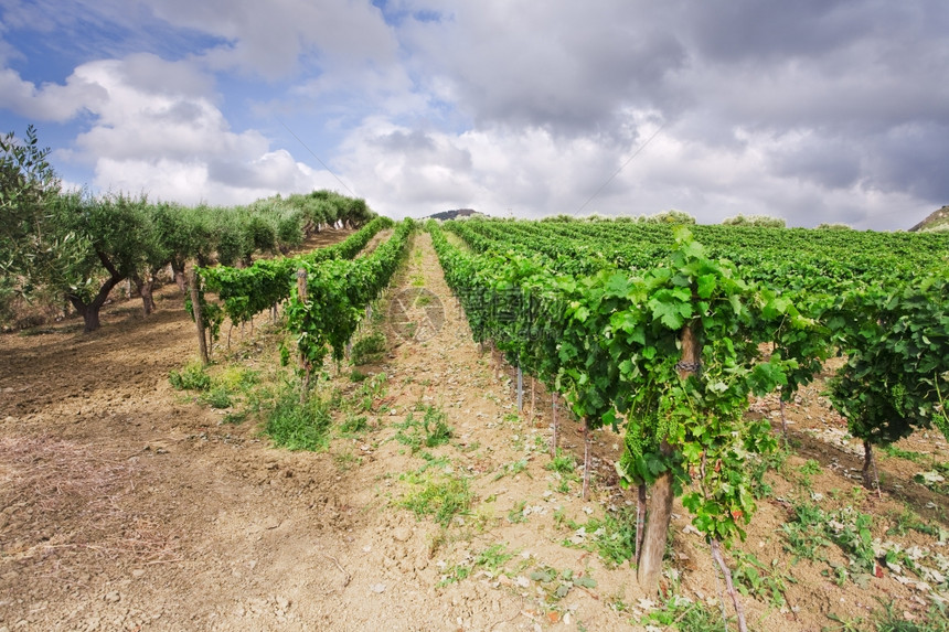 西里埃特纳地区温坡上的葡萄园和橄榄树图片