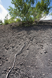 浅火山土壤中的树根图片