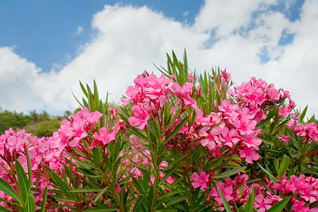 夏日的粉红色花朵高清图片