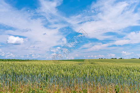 蓝色天空和白云的绿黑麦地背景图片
