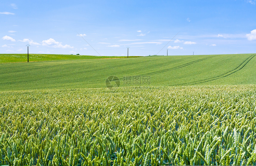 法国蓝色天空下的绿小麦田图片