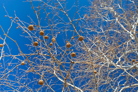 西卡莫吉尔本底蓝天的西卡莫尔种子背景