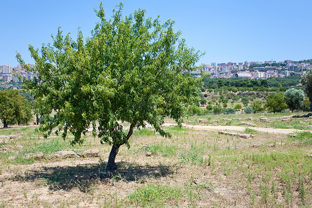 桃树和在西里阿吉根托市的观景图片