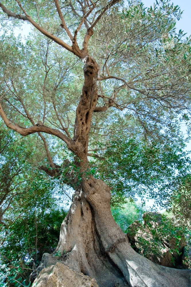 旧橄榄树图片