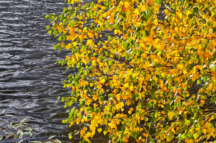 灰河下的黄叶和绿秋图片