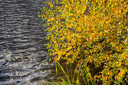 在河岸上树黄和绿秋图片