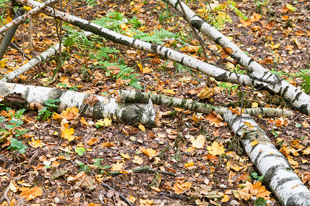 棕色秋叶树的枯丛图片