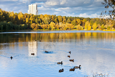秋天在城市池塘上看到鸭子图片