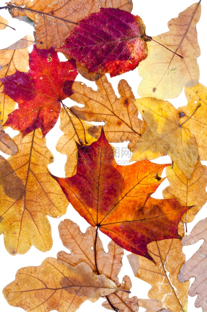 秋天的橡树叶图片