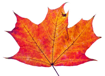 一个秋天的红绿叶孤立在白色背景上图片