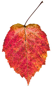 秋天的橡树叶高清图片