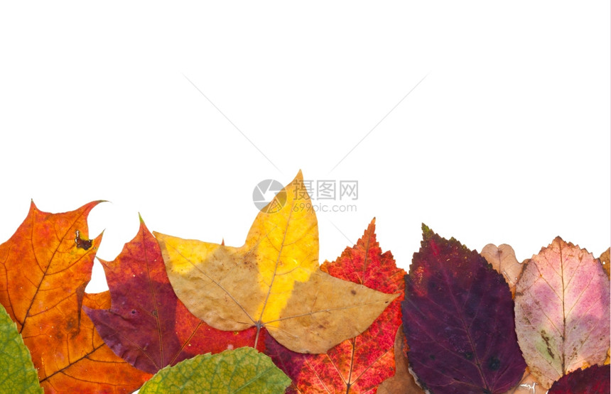 一个边框从莫特利秋天的叶子孤立在白色背景上图片