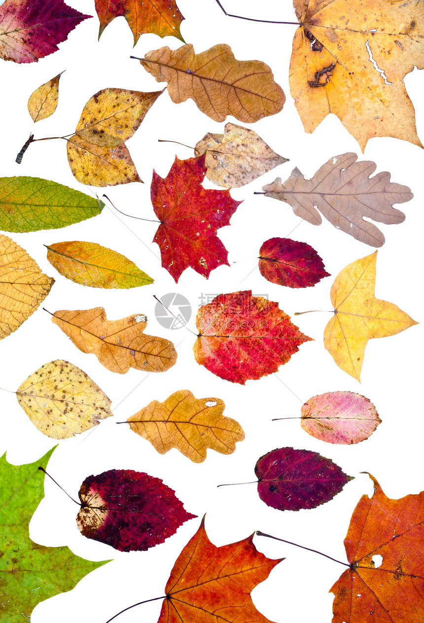 许多松散的秋叶与白色背景隔绝图片