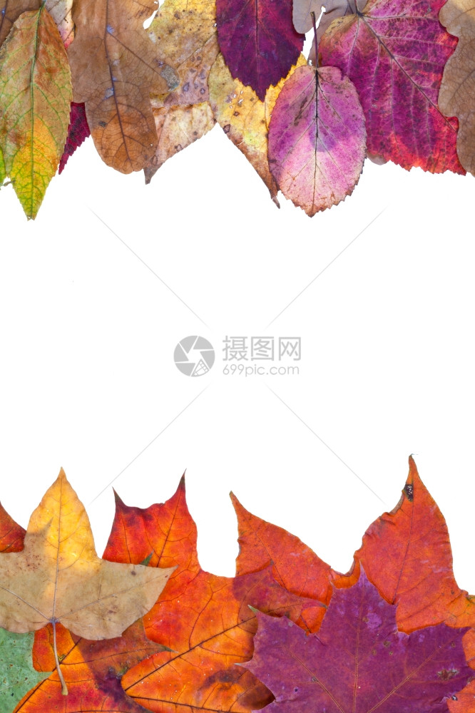 两边框由变化的秋季叶组成孤立在白背景上图片