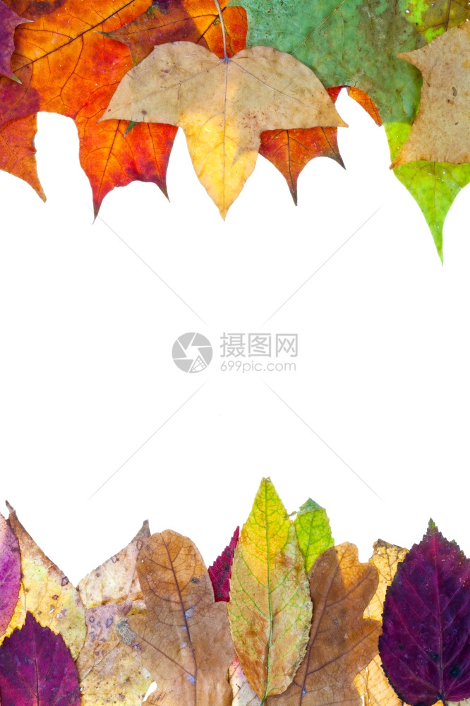 秋叶的两边框孤立在白色背景上图片