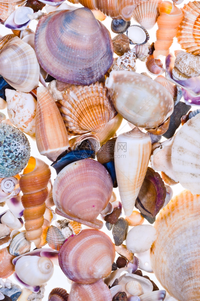 许多空海贝壳的背景图片