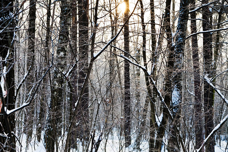 冬季黄早日落图片