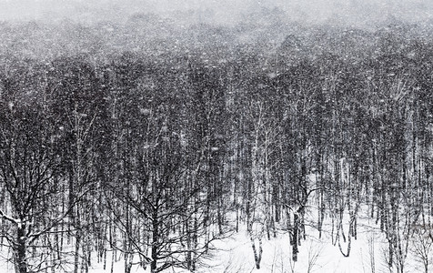 冬天在橡树林下图片
